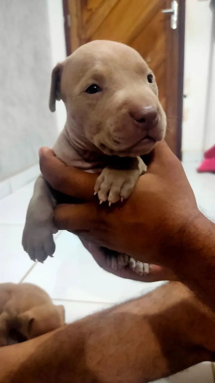 Pit Bull filhotes  - Foto 5