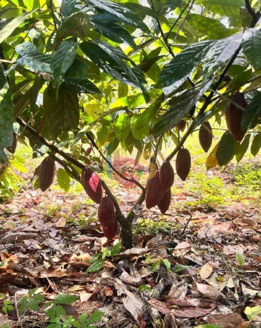 Vendo Fazenda em Urucuça - Foto 2