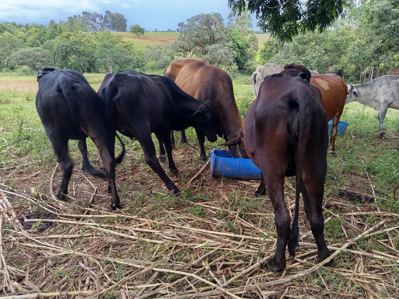 Novilhas Girolandas leiteiras - Foto 3
