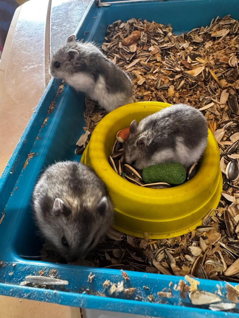 Hamster anão russo  - Foto 6