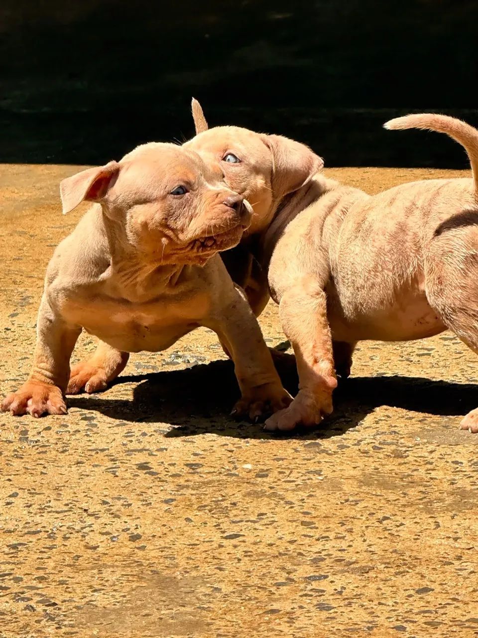 PitMonster filhotes - Foto 4