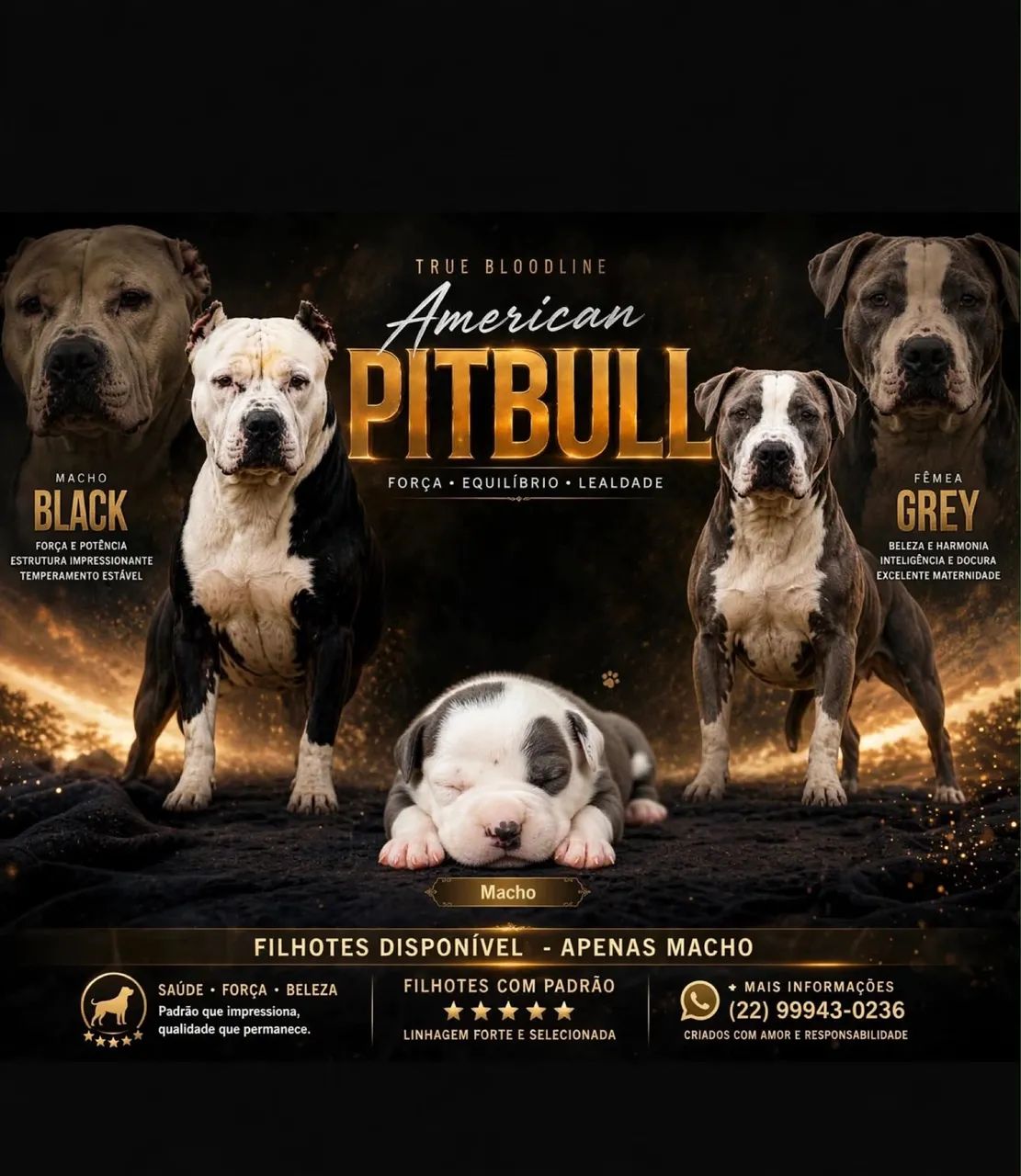 Pitbull 