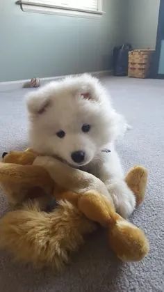 Samoeida disponiveis - Foto 2