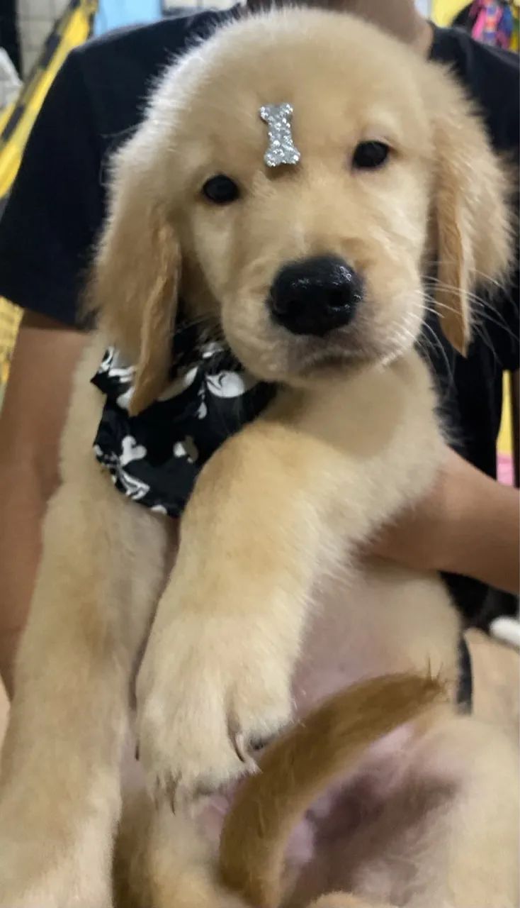 Golden retriever  - Foto 2