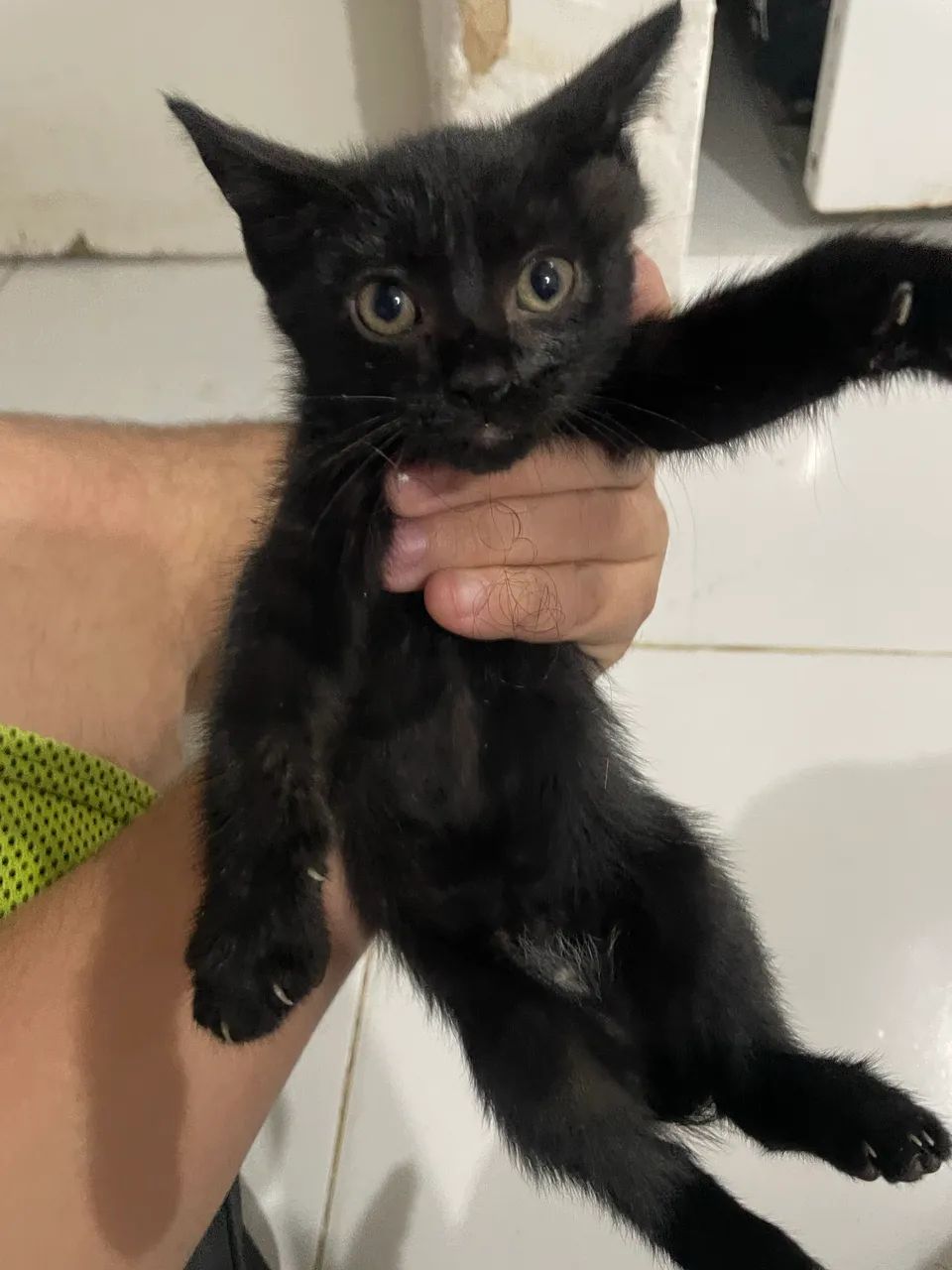Gatos 3 meses de vida - Foto 4