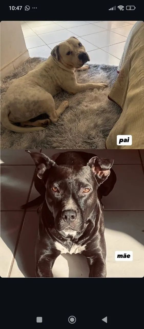 Vende-se filhotes de American bully 