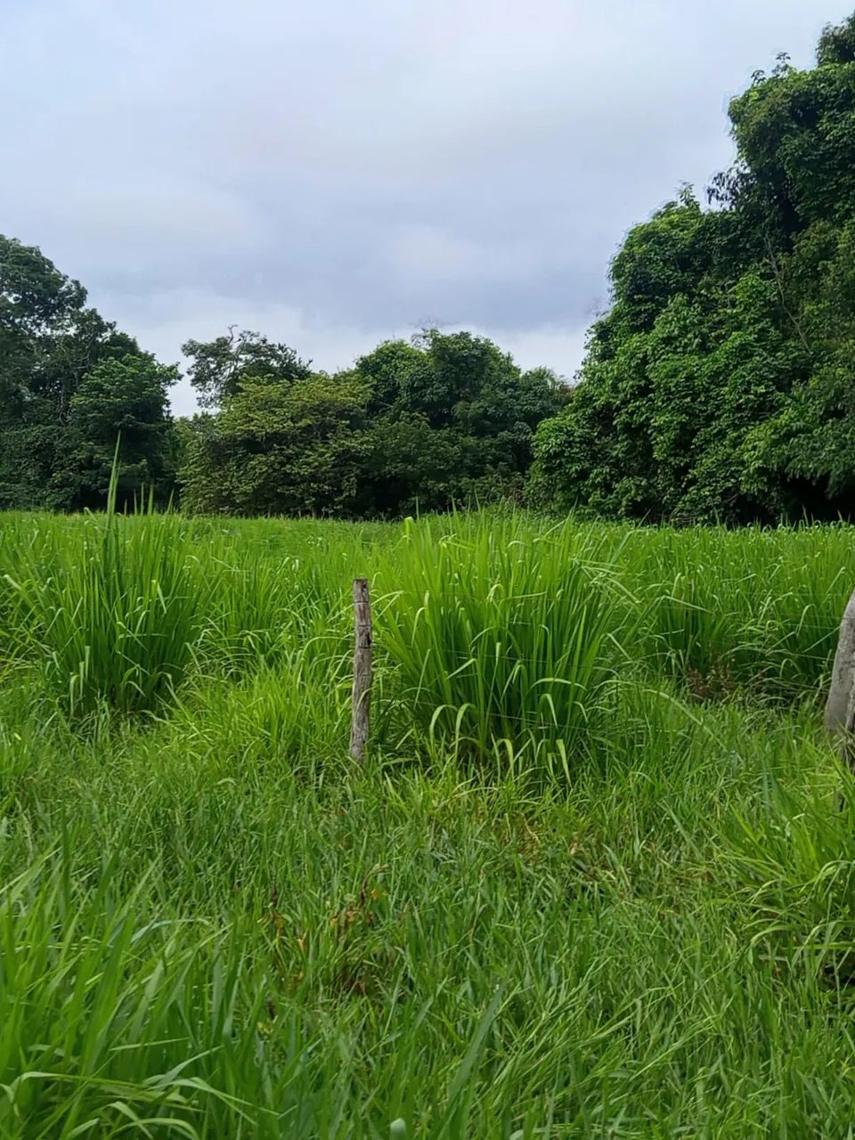 FAZENDAS PARA VENDA NO MARANHAO PARA E TOCANTINS - Foto 2