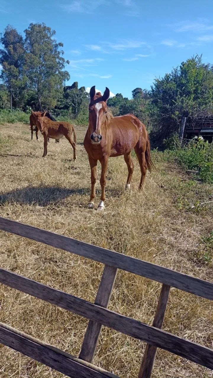 Égua mangalarga  - Foto 2