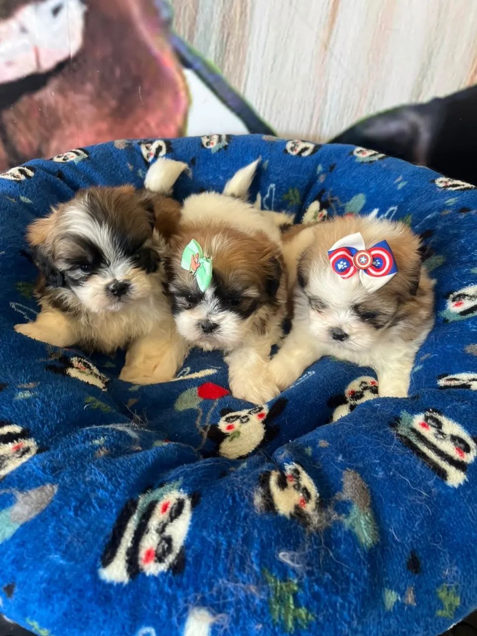 Shihtzus - Foto 4