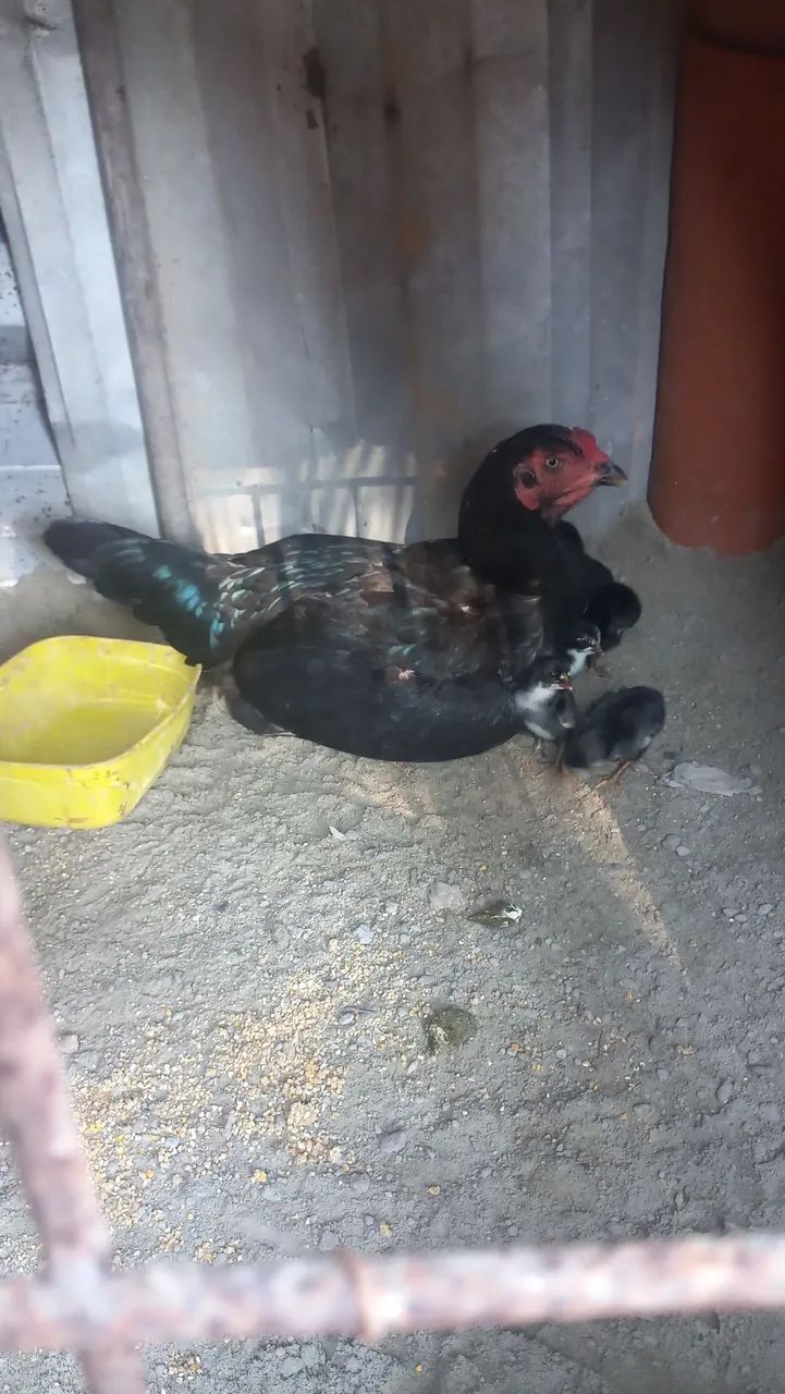 Raça testada a mãe eo pai - Foto 5