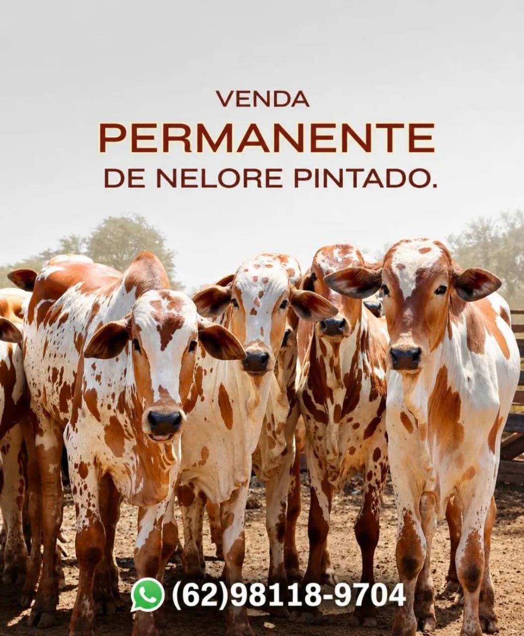 NELORE PINTADO 