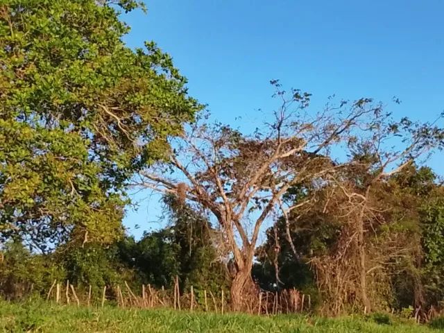 SÍTIO DE TRÊS HECTARES - Foto 4