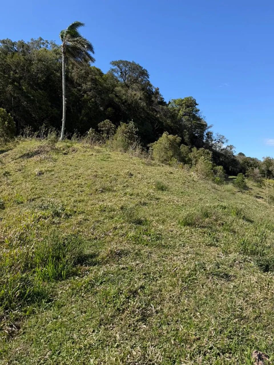ANITÁPOLIS - Lindo sítio com hectares e vista para a serra geral  - Foto 4