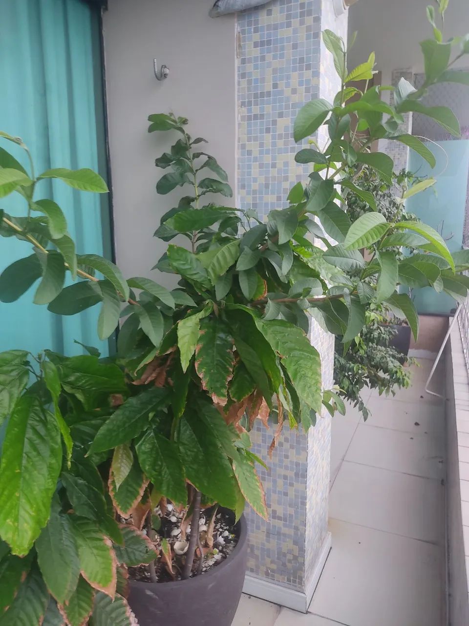 Frutíferas em vasos - Foto 5