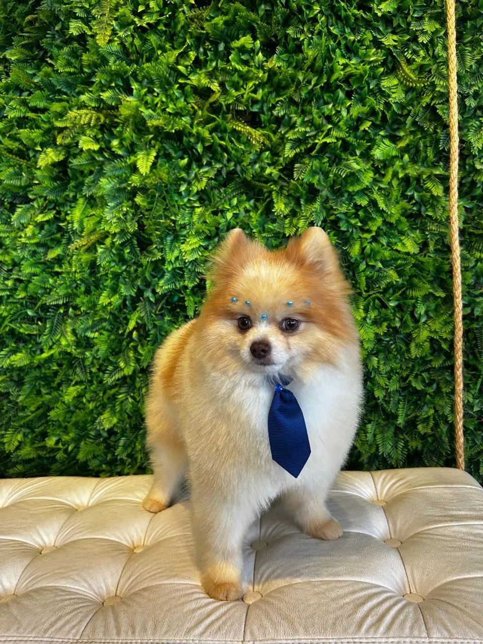 Spitz alemão disponível 