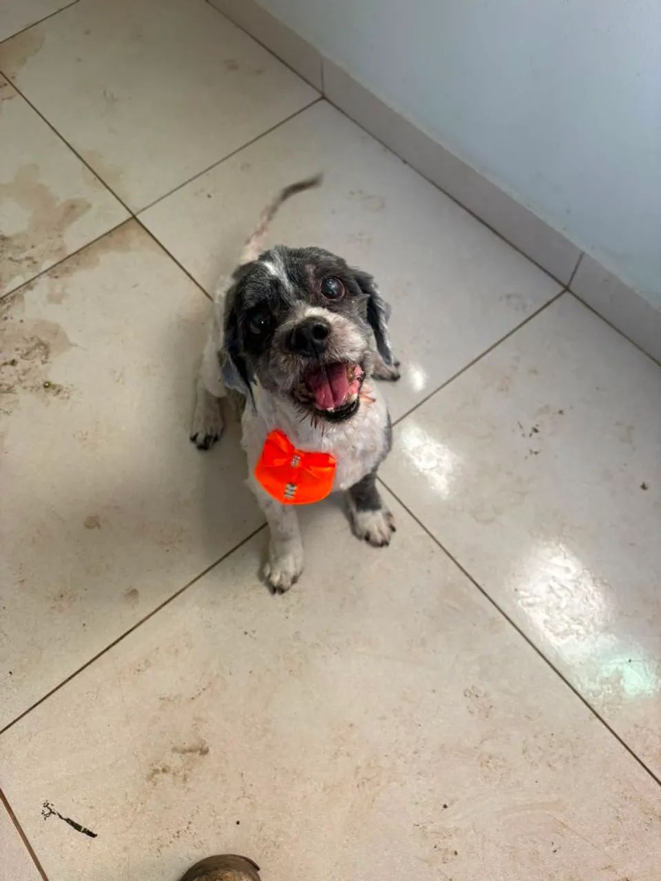 Doação de cachorro  - Foto 2