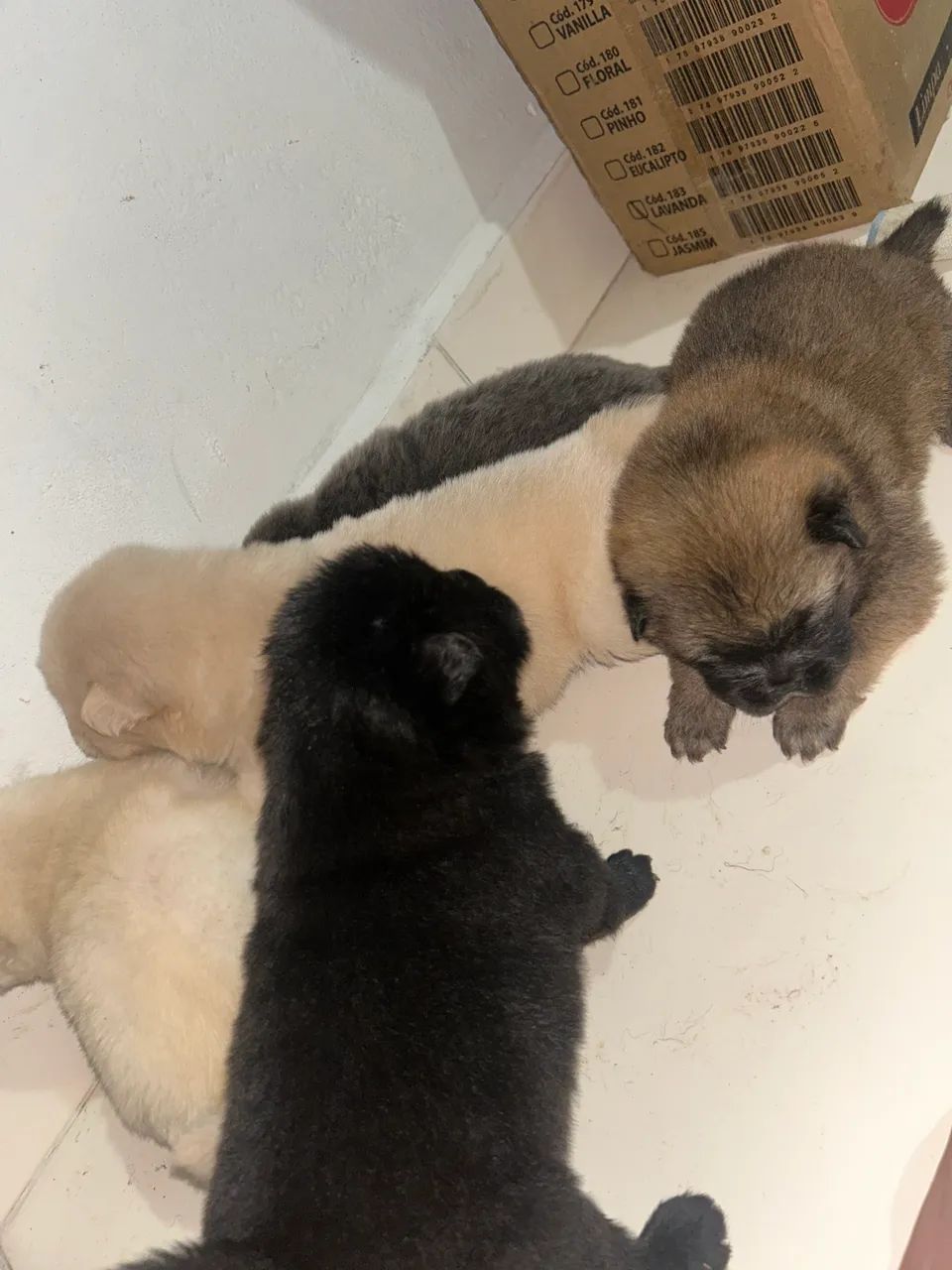 Chow chow puro  - Foto 3