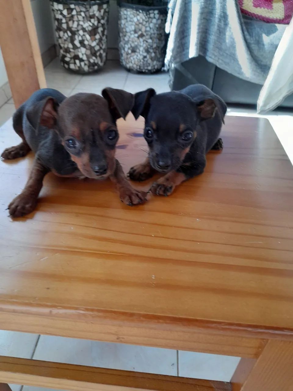 Filhotes Pinscher  - Foto 5