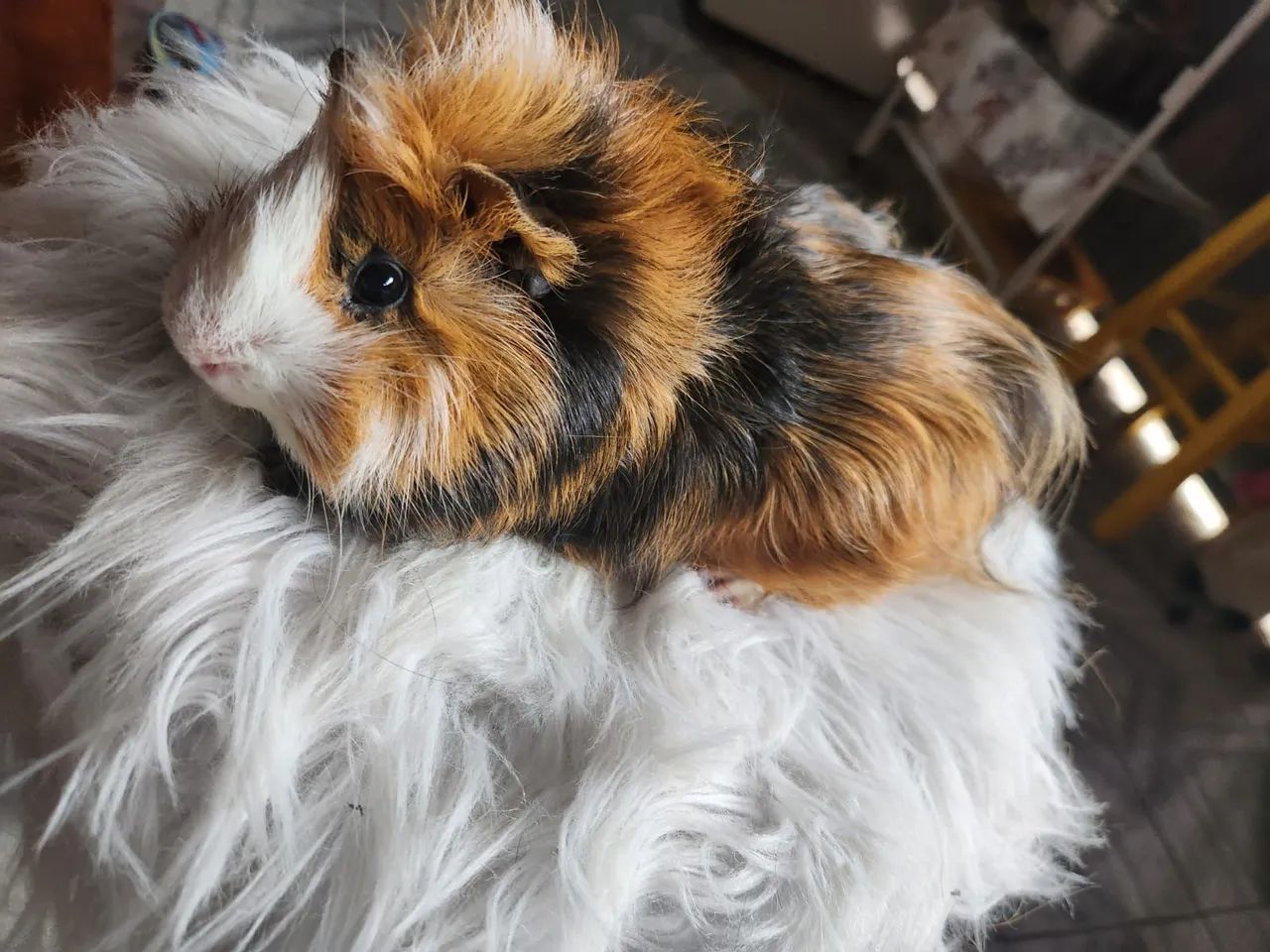 Porquinho da índia  - Foto 2