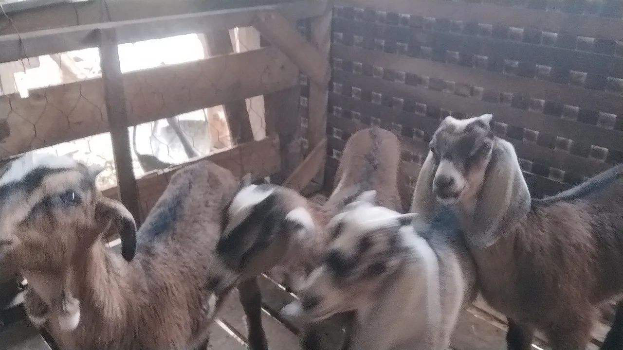 Vendo cabritos machos 