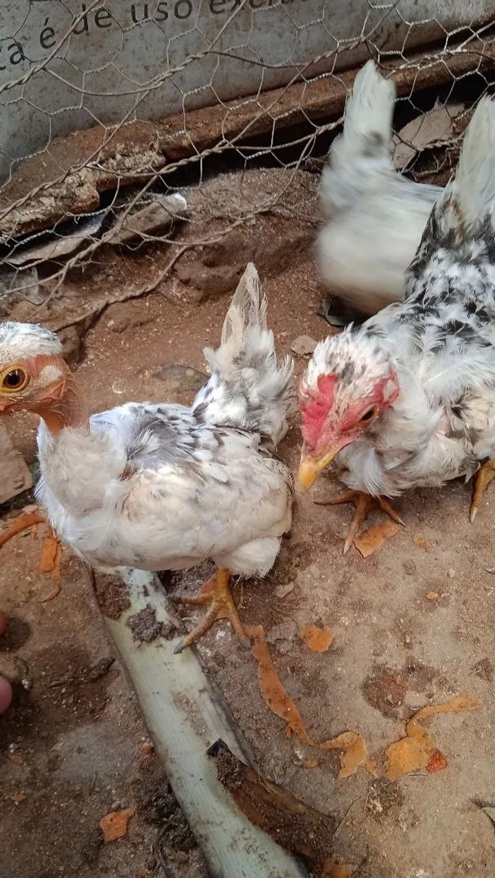 Franguinhos Nagasaki 