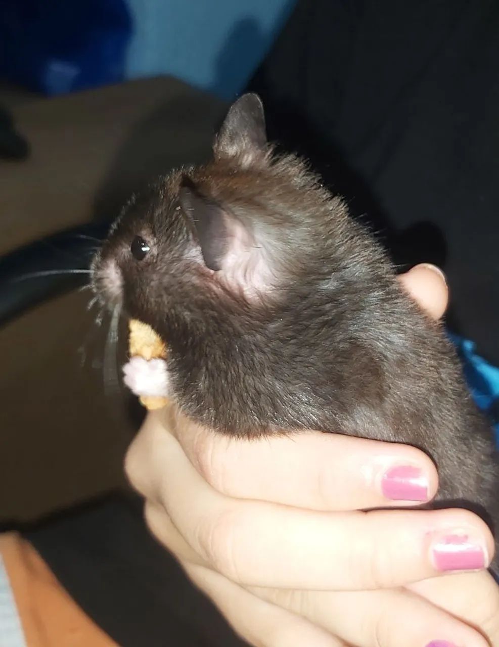 Hamster Sírio  - Foto 3