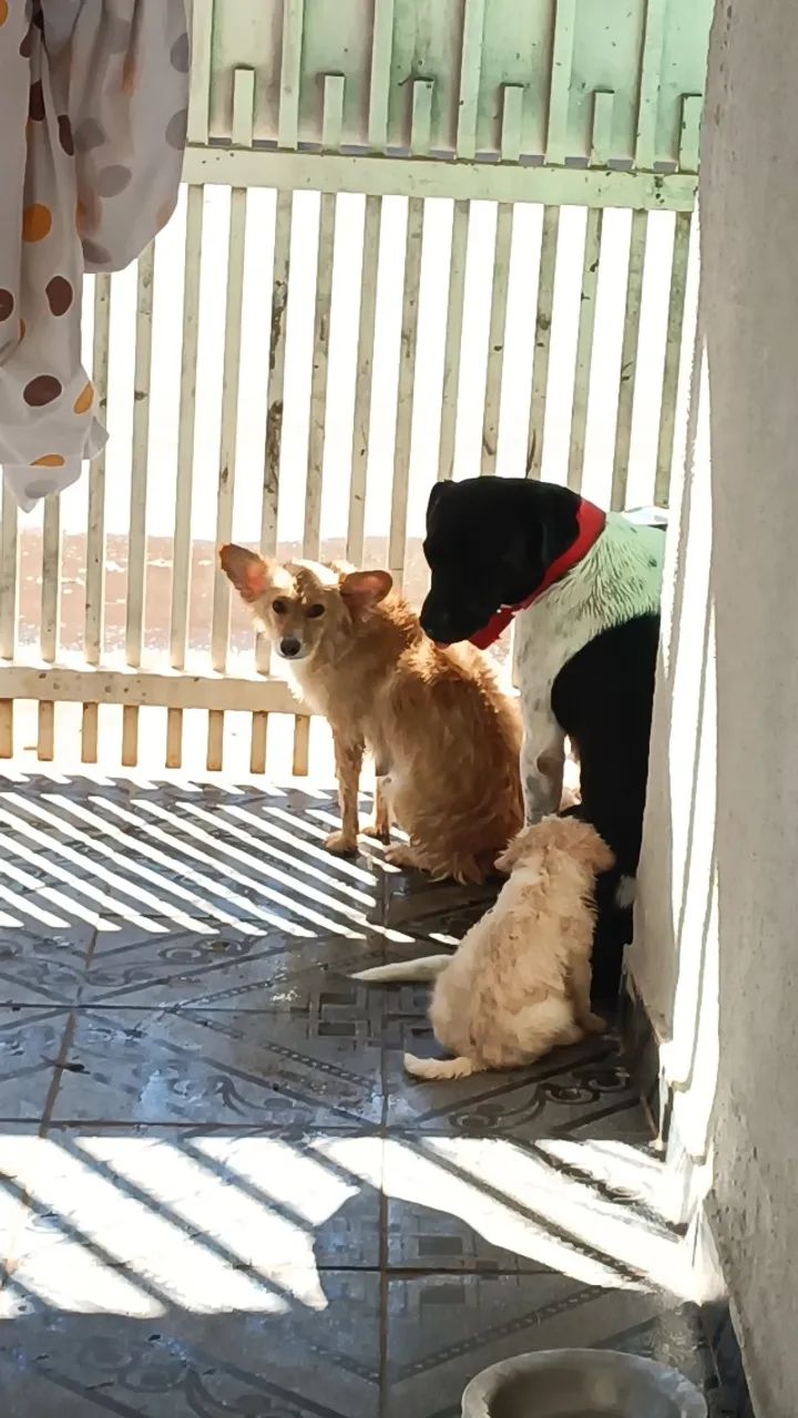 Cachorros  - Foto 2