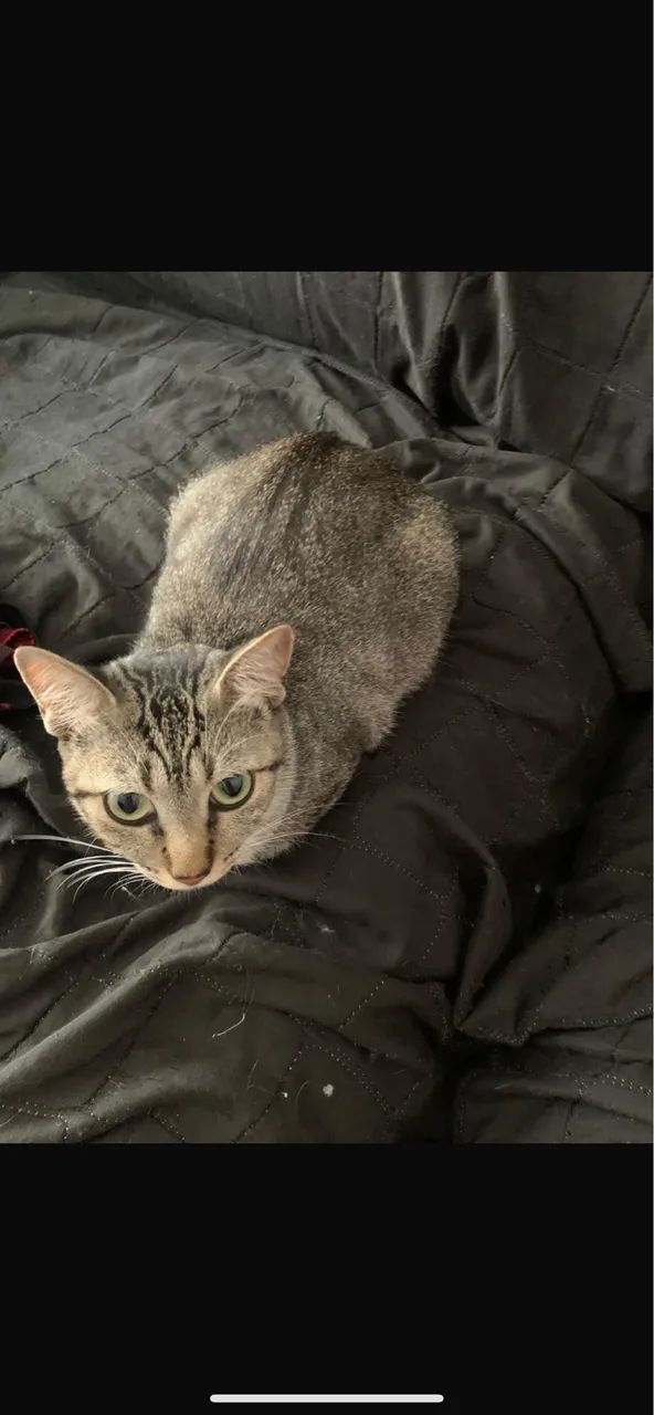 DOAÇÃO DE GATO DUPLA - Foto 4