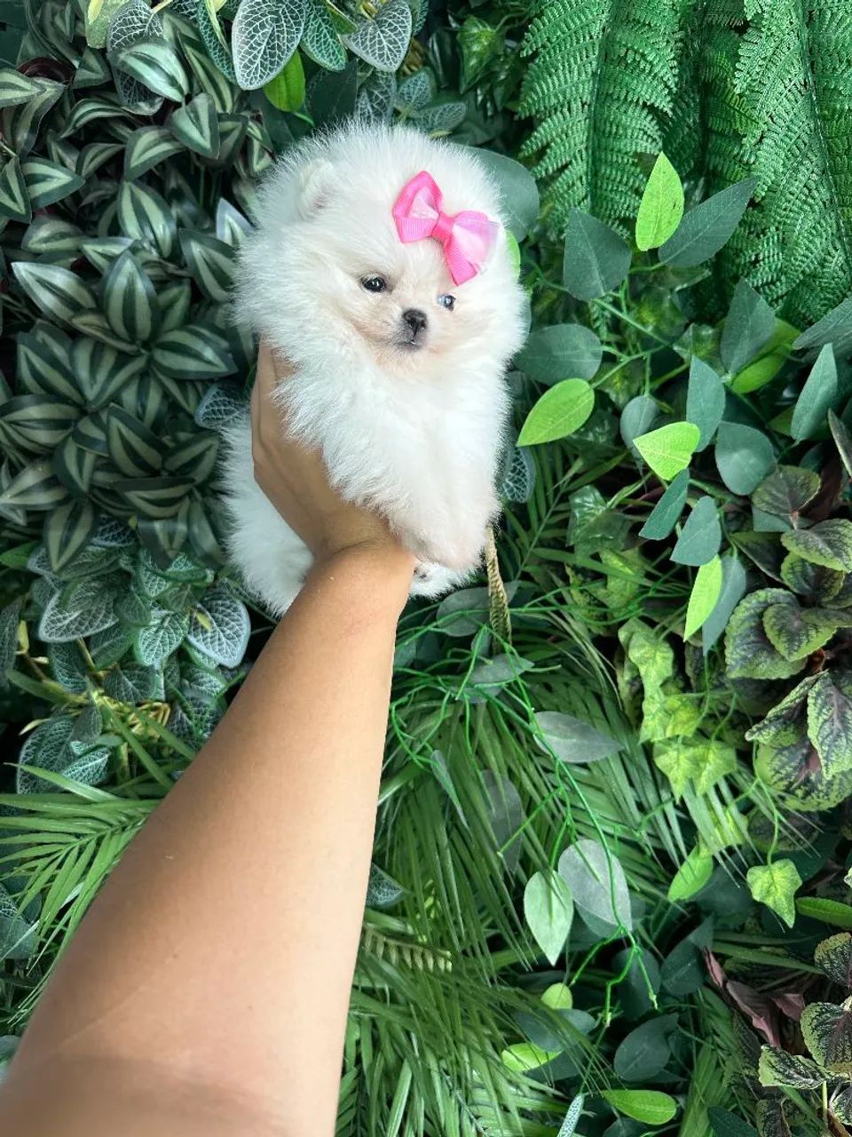 Lulu da pomerania