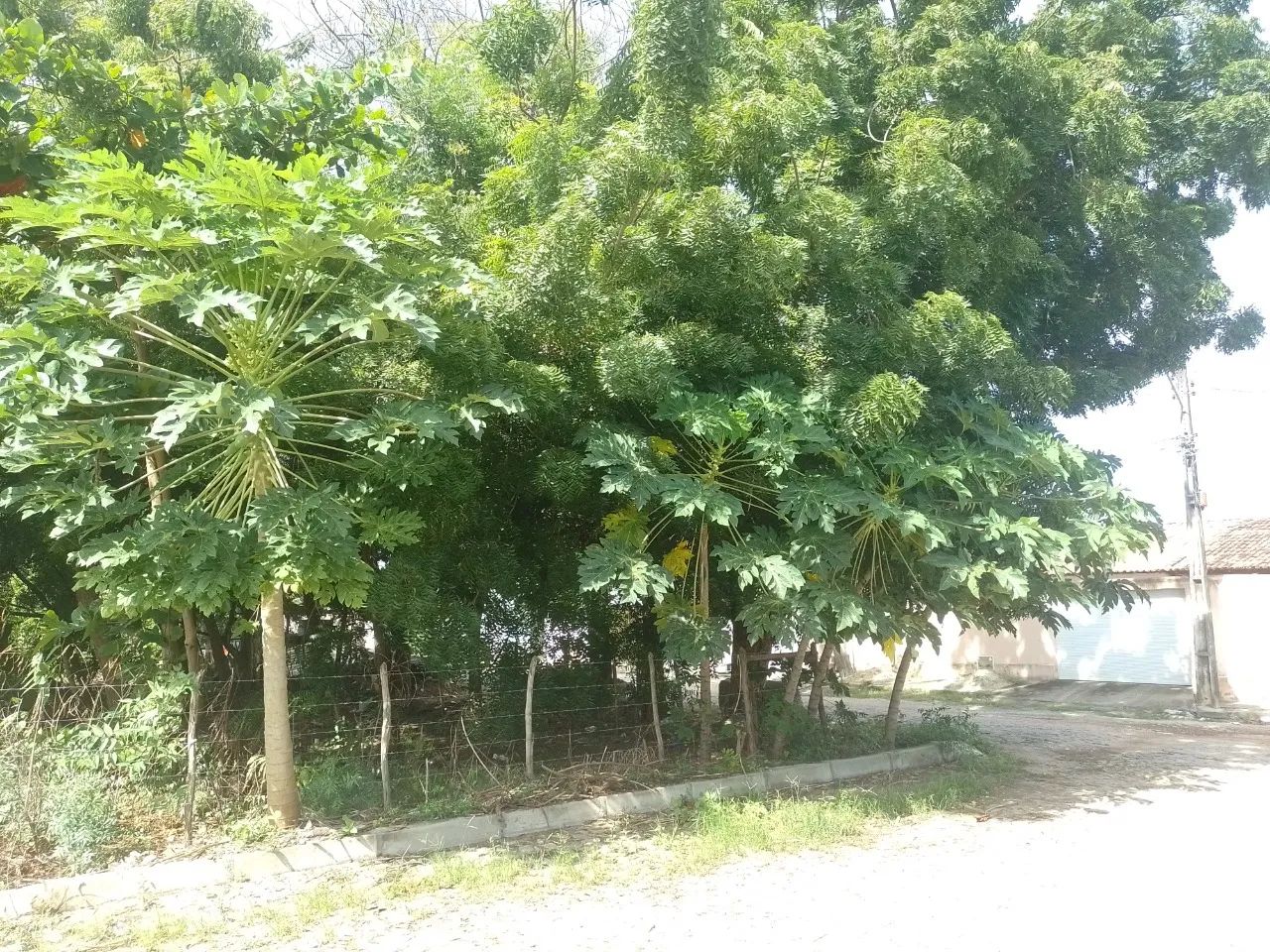 Terreno à venda proximo a CE-010, Encantada, Eusébio - Foto 4