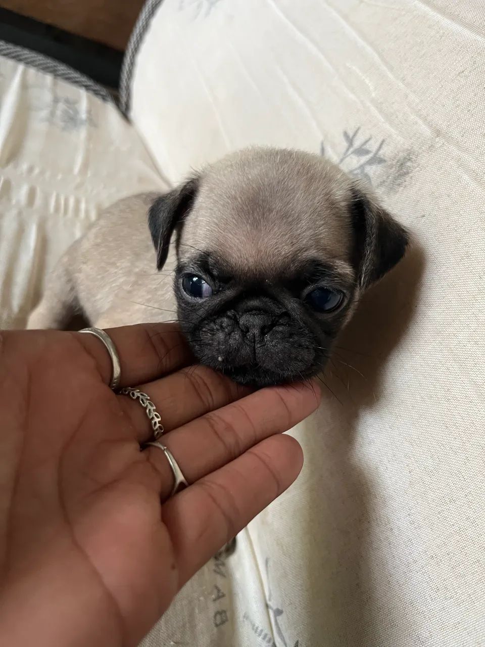 Pug - Foto 5