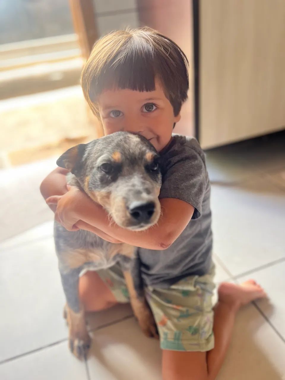  Doação Boiadeira australiano  - Foto 2