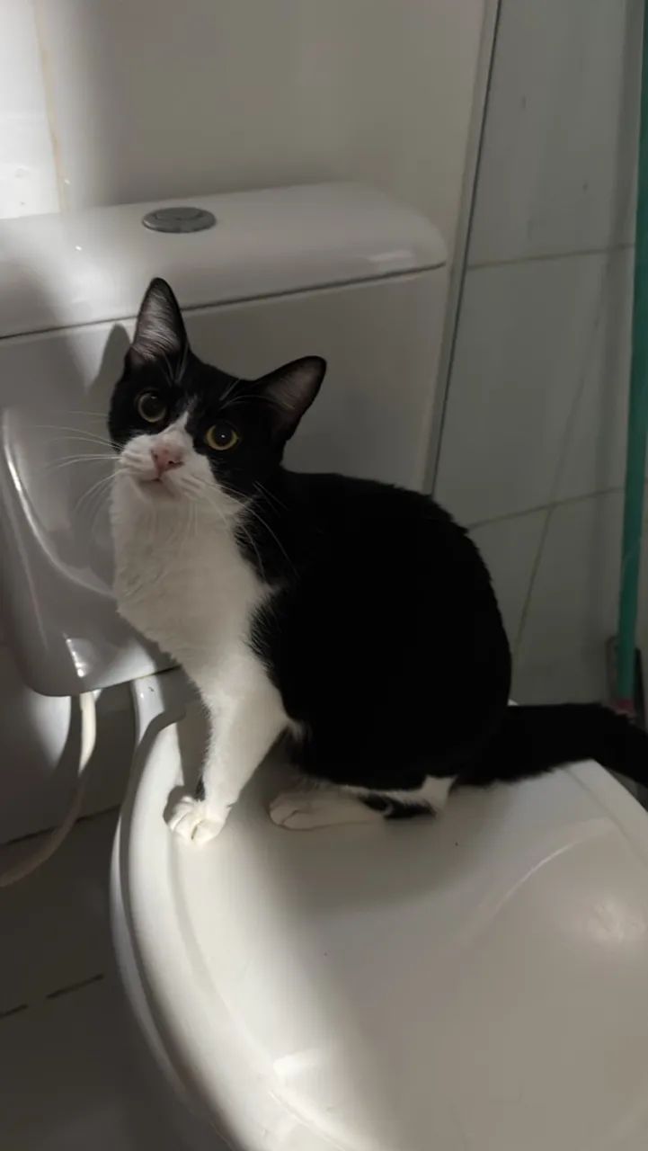Gatos para doação  - Foto 2
