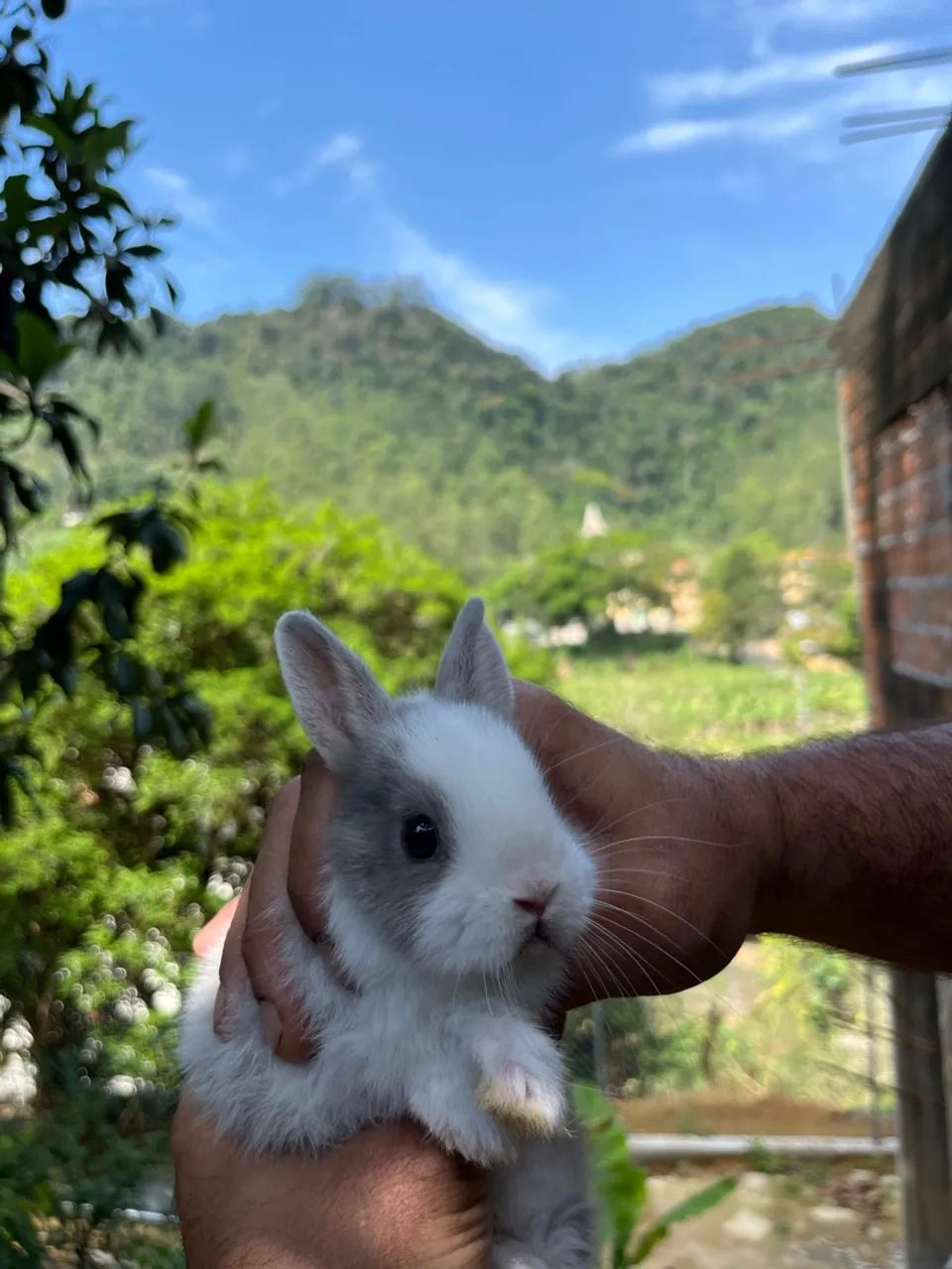 Coelho mini  - Foto 2