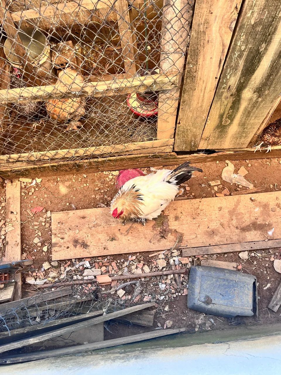 Galinhas à venda