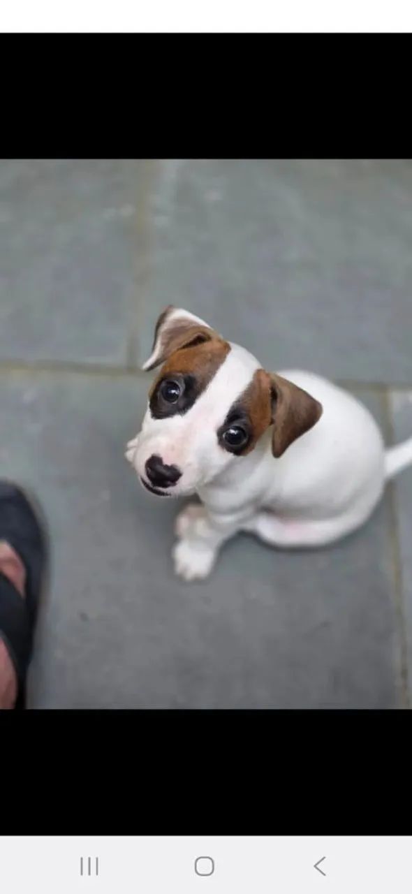 Jack Russell Terrier 