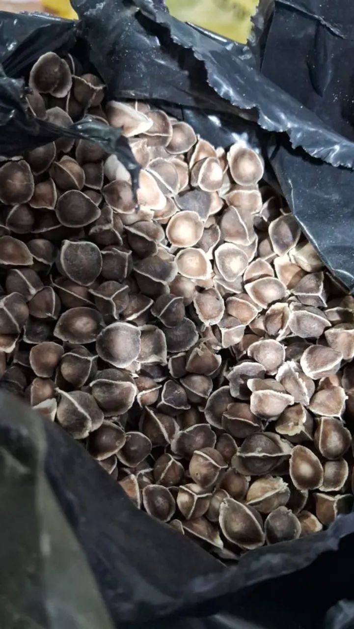 100 Sementes Selecionadas de Moringa Oleifera para lavoura 