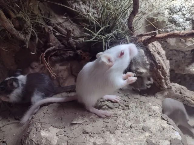Filhotinhos de Gerbil ( esquilo da mongolia) - Foto 3