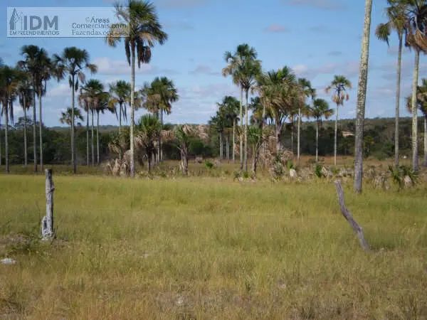 Fazena agropecuária com 1.366 ha em Formoso - MG - Foto 2