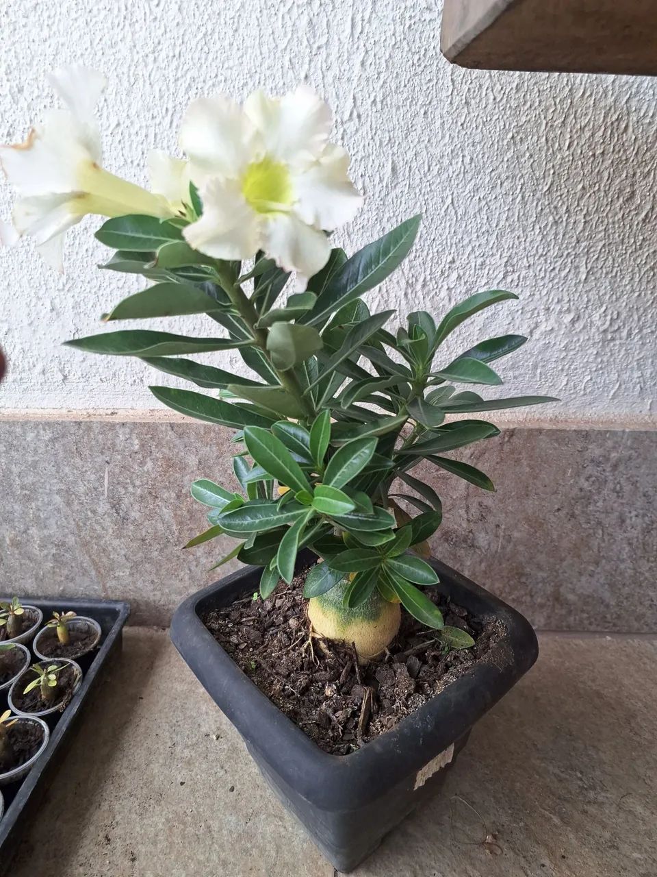 Rosa do deserto  - Foto 2