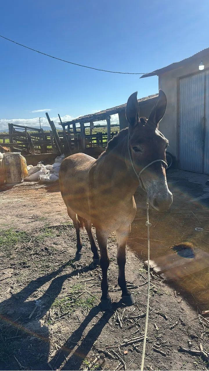 Cavalo