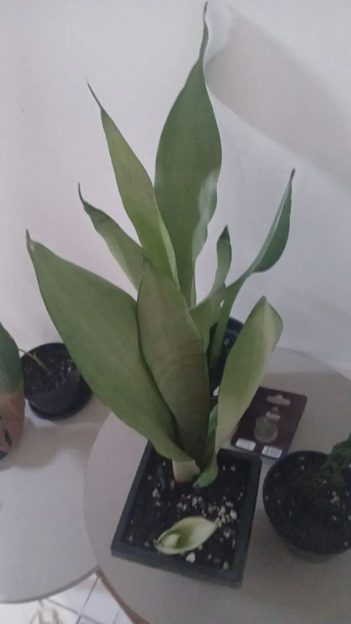 Plantas  - Foto 2