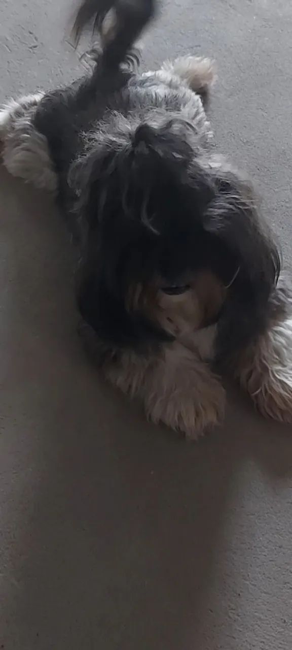 Cachorro - Foto 2
