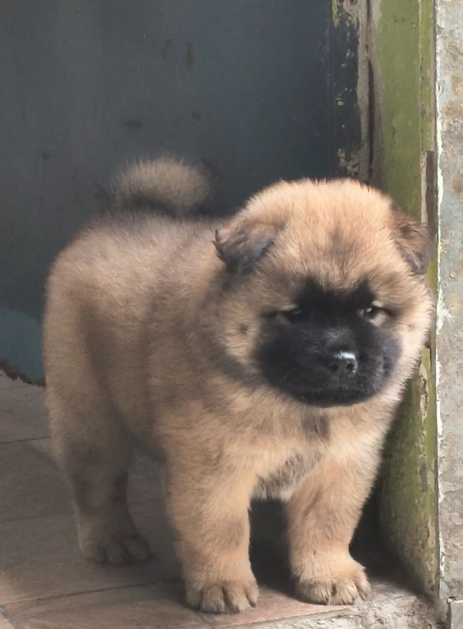 Filhote de Chow Chow 
