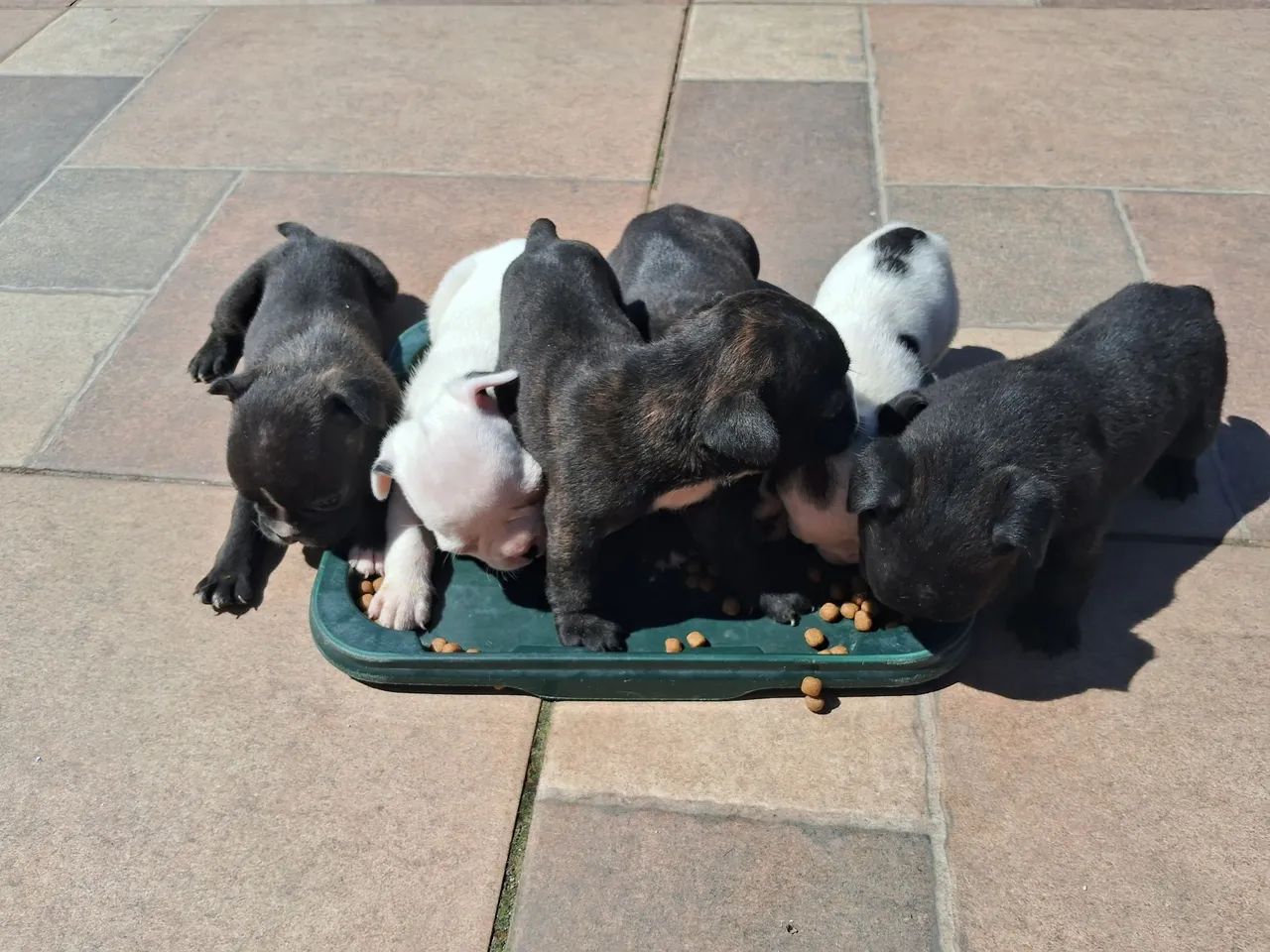 Filhotes buldogue francês  - Foto 2
