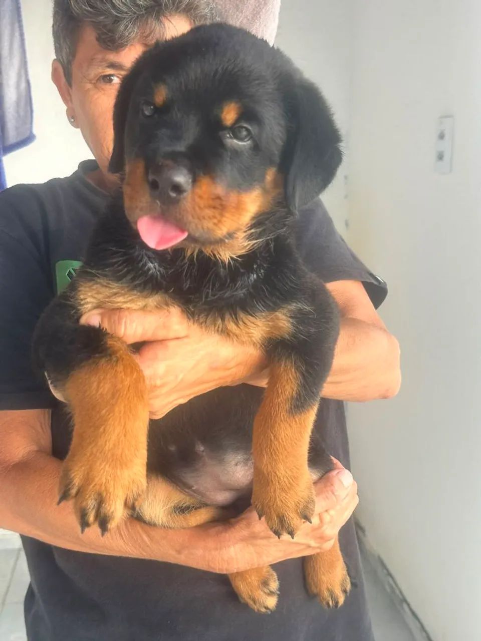 Rottweiler  - Foto 4
