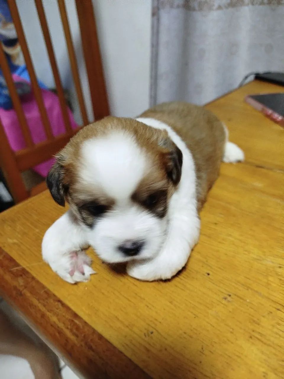 Cachorros - Foto 2