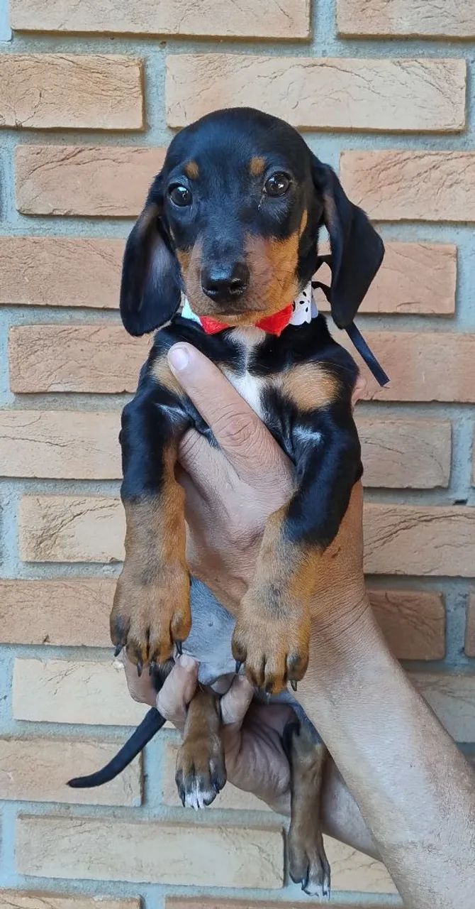 Dachshund macho (promoção) - Foto 4