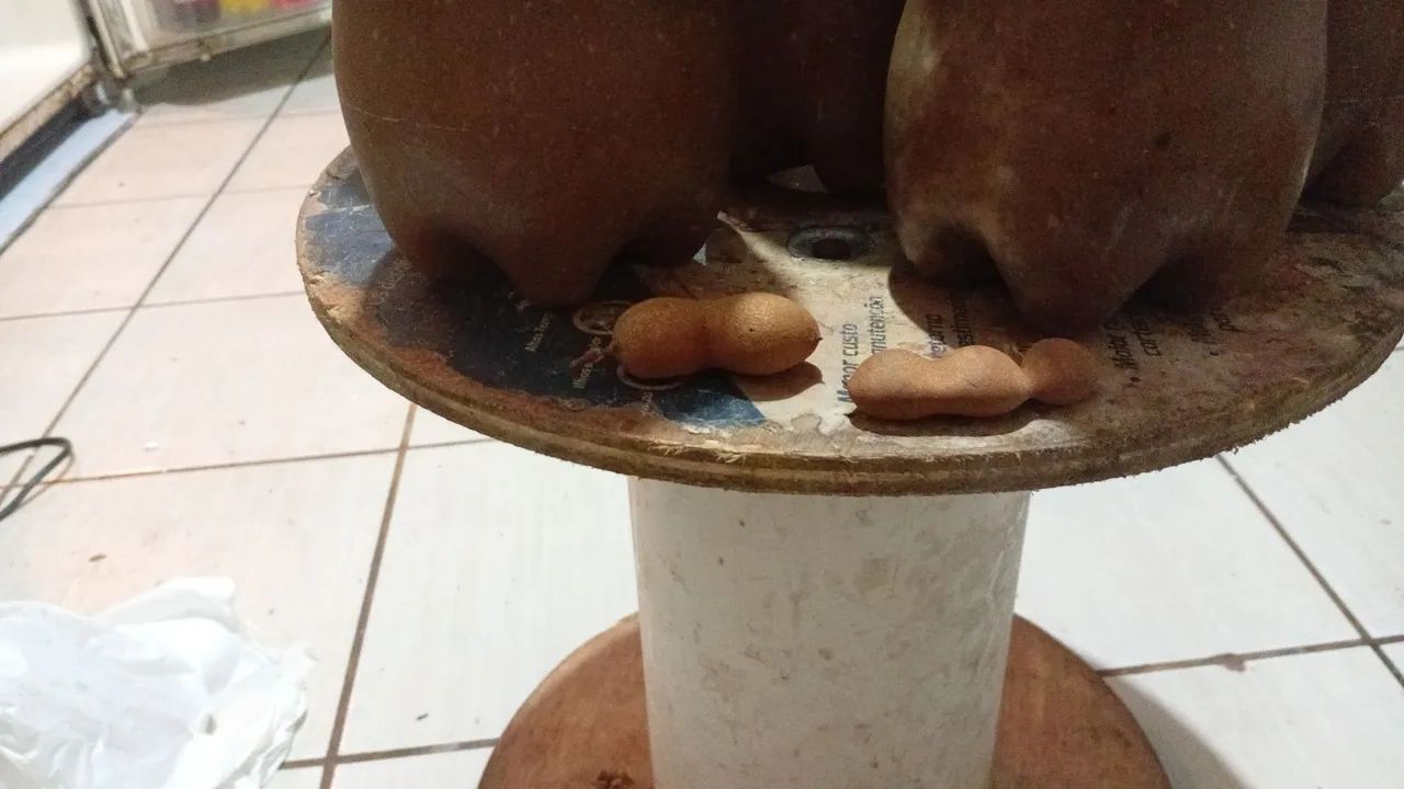 Vende-se tamarindo - Foto 4
