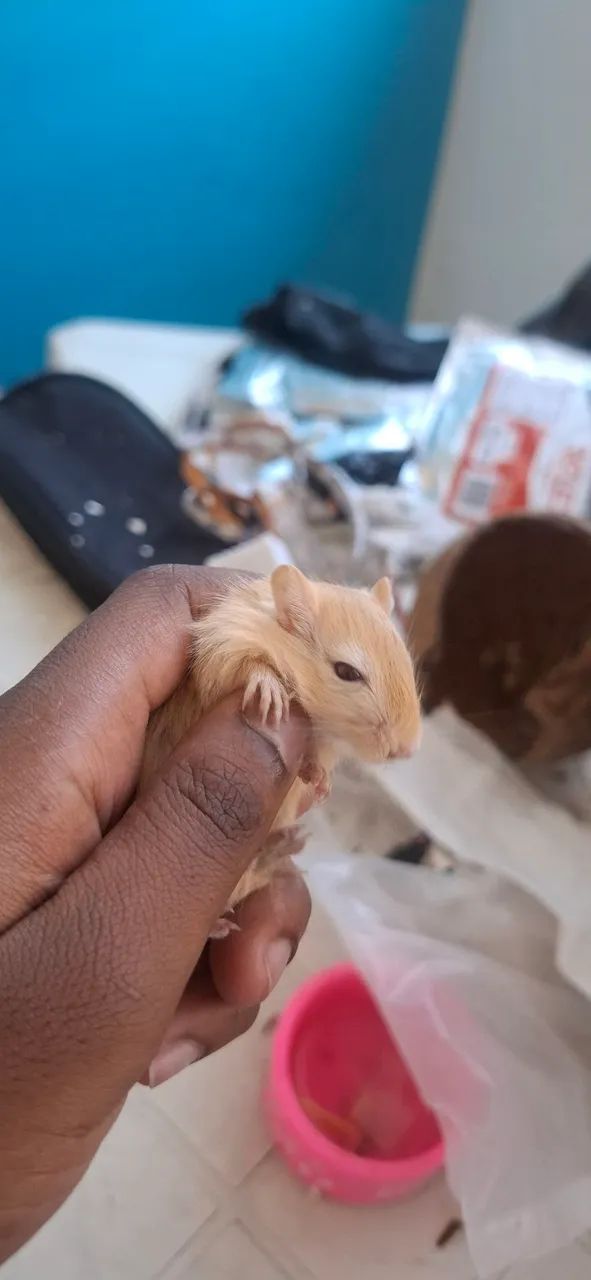 Gerbil( esquilo da magolia) - Foto 3